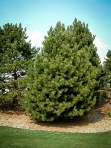 Сосна Чёрная (Pinus Nigra) купить по цене от 270.00р. в интернет-магазине «Посадика» с доставкой почтой в в Ноябрьске и по всей России – [изображение №1].