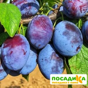 Слива Чачакская ранняя купить по цене от 229.00р. в интернет-магазине «Посадика» с доставкой почтой в в Ноябрьске и по всей России – [изображение №1].