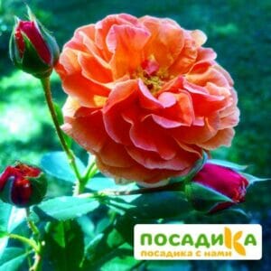 Роза Арабия купить по цене от 350.00р. в интернет-магазине «Посадика» с доставкой почтой в в Ноябрьске и по всей России – [изображение №1].