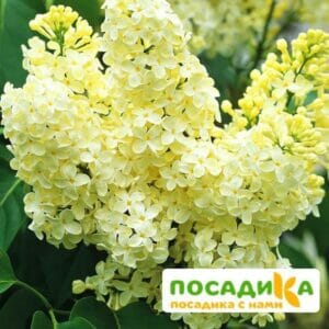 Сирень Примроуз (Primrose) купить по цене от 529.00р. в интернет-магазине «Посадика» с доставкой почтой в в Ноябрьске и по всей России – [изображение №1].