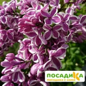 Сирень Сенсация купить по цене от 529.00р. в интернет-магазине «Посадика» с доставкой почтой в в Ноябрьске и по всей России – [изображение №1].