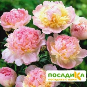 Пион Распберри Сандей (Paeonia Raspberry Sundae) купить по цене от 959р. в интернет-магазине «Посадика» с доставкой почтой в в Ноябрьске и по всей России – [изображение №1].