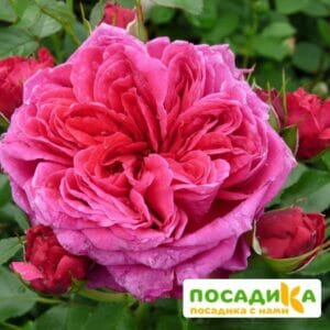 Шраб Роза Соул купить по цене от 390.00р. в интернет-магазине «Посадика» с доставкой почтой в в Ноябрьске и по всей России – [изображение №1].