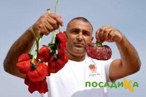 Клубника Гигант Джорнея купить по цене от 266р. в интернет-магазине «Посадика» с доставкой почтой в в Ноябрьске и по всей России – [изображение №1].