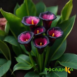 Калла Аура Лейс купить по цене от 400р. в интернет-магазине «Посадика» с доставкой почтой в в Ноябрьске и по всей России – [изображение №1].
