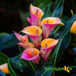 Калла Оникс купить по цене от 450р. в интернет-магазине «Посадика» с доставкой почтой в в Ноябрьске и по всей России – [изображение №1].