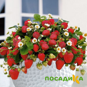 Клубника Рубиновый Шепот (горшечная) купить по цене от 240р. в интернет-магазине «Посадика» с доставкой почтой в в Ноябрьске и по всей России – [изображение №1].