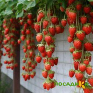 Клубника вьющаяся Комплимент купить по цене от 470р. в интернет-магазине «Посадика» с доставкой почтой в в Ноябрьске и по всей России – [изображение №1].