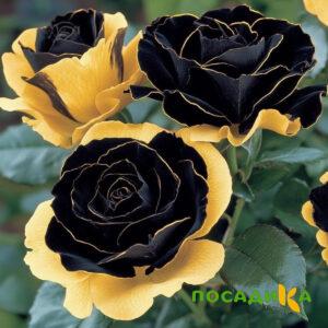 Роза Ханни Сикл купить по цене от 700р. в интернет-магазине «Посадика» с доставкой почтой в в Ноябрьске и по всей России – [изображение №1].