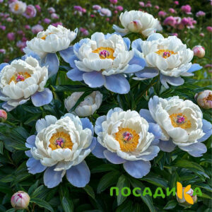 Пион акварельный Этюд купить по цене от 806р. в интернет-магазине «Посадика» с доставкой почтой в в Ноябрьске и по всей России – [изображение №1].