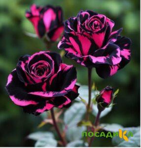 Роза Багровый Шепот купить по цене от 366р. в интернет-магазине «Посадика» с доставкой почтой в в Ноябрьске и по всей России – [изображение №1].