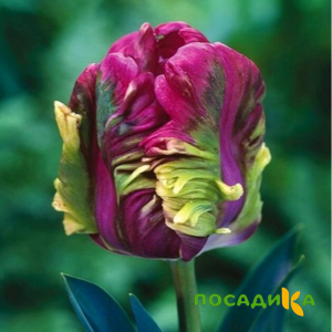 Тюльпан Экзотик Хэвен купить по цене от 186р. в интернет-магазине «Посадика» с доставкой почтой в в Ноябрьске и по всей России – [изображение №1].