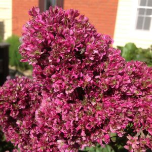 Флокс Филингс купить по цене от 329р. в интернет-магазине «Посадика» с доставкой почтой в в Ноябрьске и по всей России – [изображение №1].