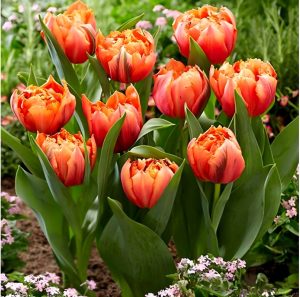 Тюльпан Гудошник Дабл купить по цене от 185р. в интернет-магазине «Посадика» с доставкой почтой в в Ноябрьске и по всей России – [изображение №1].