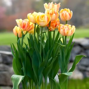 Тюльпан Верона Санрайз купить по цене от 280р. в интернет-магазине «Посадика» с доставкой почтой в в Ноябрьске и по всей России – [изображение №1].