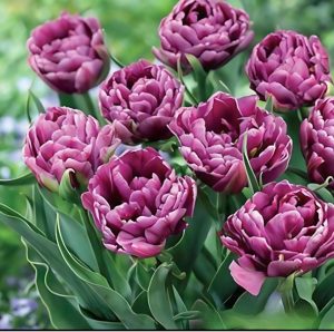 Тюльпан Айс Крим купить по цене от 430р. в интернет-магазине «Посадика» с доставкой почтой в в Ноябрьске и по всей России – [изображение №1].