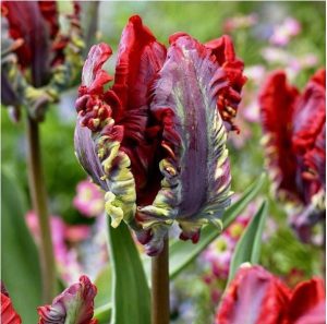 Тюльпан Рококо купить по цене от 350р. в интернет-магазине «Посадика» с доставкой почтой в в Ноябрьске и по всей России – [изображение №1].