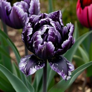 Тюльпан Индиго купить по цене от 600р. в интернет-магазине «Посадика» с доставкой почтой в в Ноябрьске и по всей России – [изображение №1].