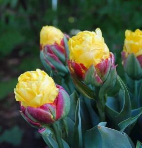 Тюльпан Айс Крим Банана купить по цене от 360р. в интернет-магазине «Посадика» с доставкой почтой в в Ноябрьске и по всей России – [изображение №1].