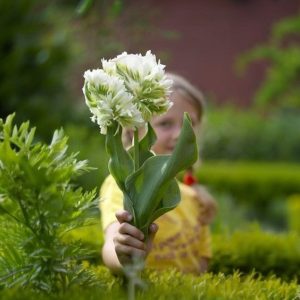 Тюльпан Супер Пэррот купить по цене от 360р. в интернет-магазине «Посадика» с доставкой почтой в в Ноябрьске и по всей России – [изображение №1].