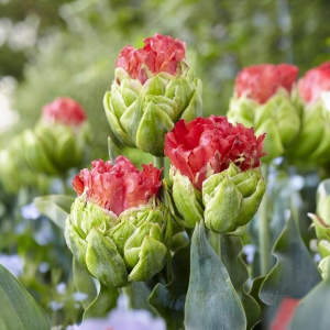 Тюльпан Бычий Глаз купить по цене от 275р. в интернет-магазине «Посадика» с доставкой почтой в в Ноябрьске и по всей России – [изображение №1].