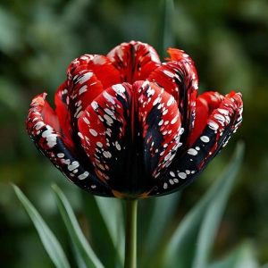 Тюльпан Вельвет Файер купить по цене от 394р. в интернет-магазине «Посадика» с доставкой почтой в в Ноябрьске и по всей России – [изображение №1].