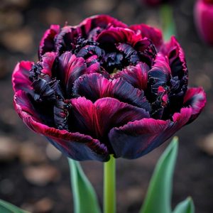 Тюльпан Фламинго купить по цене от 500р. в интернет-магазине «Посадика» с доставкой почтой в в Ноябрьске и по всей России – [изображение №1].