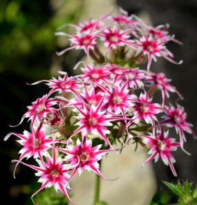 Флокс Метельчатый Путь купить по цене от 456р. в интернет-магазине «Посадика» с доставкой почтой в в Ноябрьске и по всей России – [изображение №1].