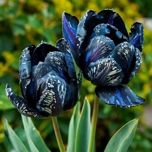 Тюльпан Блю Фог купить по цене от 500р. в интернет-магазине «Посадика» с доставкой почтой в в Ноябрьске и по всей России – [изображение №1].