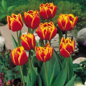 Тюльпан Блэк Фаер купить по цене от 275р. в интернет-магазине «Посадика» с доставкой почтой в в Ноябрьске и по всей России – [изображение №1].