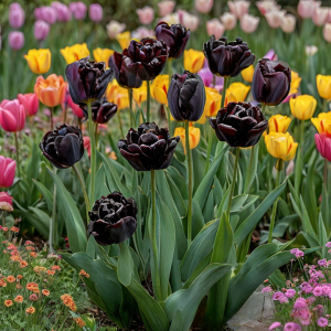 Тюльпан махровый Рейдинс Дарк купить по цене от 230р. в интернет-магазине «Посадика» с доставкой почтой в в Ноябрьске и по всей России – [изображение №1].