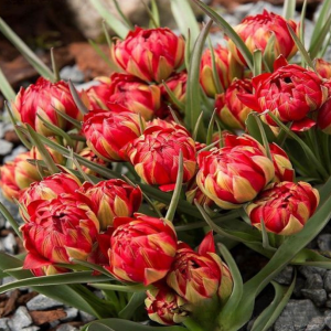 Тюльпан Ап Пинк купить по цене от 390р. в интернет-магазине «Посадика» с доставкой почтой в в Ноябрьске и по всей России – [изображение №1].