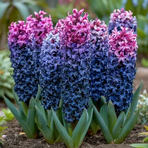 Гиацинт Блю Спринг купить по цене от 2099р. в интернет-магазине «Посадика» с доставкой почтой в в Ноябрьске и по всей России – [изображение №1].