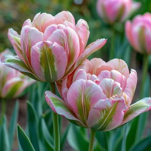 Тюльпан Аврора Принцес купить по цене от 345р. в интернет-магазине «Посадика» с доставкой почтой в в Ноябрьске и по всей России – [изображение №1].