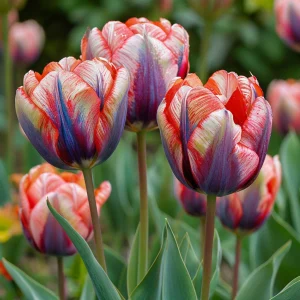 Тюльпан Эбисан Грэйс купить по цене от 217р. в интернет-магазине «Посадика» с доставкой почтой в в Ноябрьске и по всей России – [изображение №1].