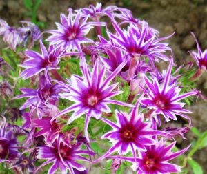 Флокс Звездное Кружево купить по цене от 361р. в интернет-магазине «Посадика» с доставкой почтой в в Ноябрьске и по всей России – [изображение №1].