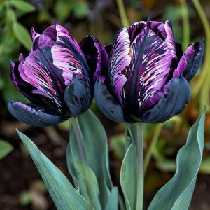 Тюльпан Блэк Каньон купить по цене от 305р. в интернет-магазине «Посадика» с доставкой почтой в в Ноябрьске и по всей России – [изображение №1].