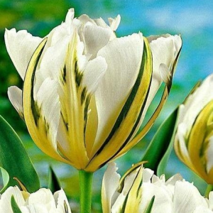 Тюльпан Экзотик Пуруссима купить по цене от 305р. в интернет-магазине «Посадика» с доставкой почтой в в Ноябрьске и по всей России – [изображение №1].