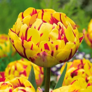 Тюльпан махровый Голден Ницц купить по цене от 361р. в интернет-магазине «Посадика» с доставкой почтой в в Ноябрьске и по всей России – [изображение №1].