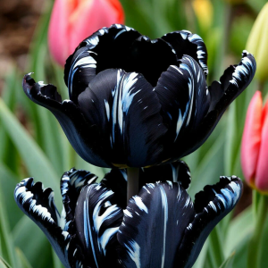 Тюльпан Шелк Нуар купить по цене от 219р. в интернет-магазине «Посадика» с доставкой почтой в в Ноябрьске и по всей России – [изображение №1].
