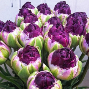 Тюльпан Анаконда купить по цене от 450р. в интернет-магазине «Посадика» с доставкой почтой в в Ноябрьске и по всей России – [изображение №1].