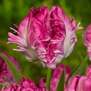 Тюльпан махровый Кул Кристал купить по цене от 400р. в интернет-магазине «Посадика» с доставкой почтой в в Ноябрьске и по всей России – [изображение №1].