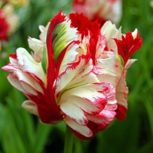 Тюльпан Эстелла Рижнвельд купить по цене от 500р. в интернет-магазине «Посадика» с доставкой почтой в в Ноябрьске и по всей России – [изображение №1].