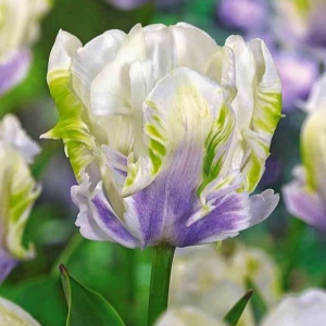 Тюльпан Уайт Лизарт купить по цене от 360р. в интернет-магазине «Посадика» с доставкой почтой в в Ноябрьске и по всей России – [изображение №1].