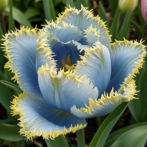 Тюльпан Махровый Амплуа купить по цене от 199р. в интернет-магазине «Посадика» с доставкой почтой в в Ноябрьске и по всей России – [изображение №1].