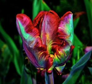 Тюльпан Эирпрайз купить по цене от 270р. в интернет-магазине «Посадика» с доставкой почтой в в Ноябрьске и по всей России – [изображение №1].